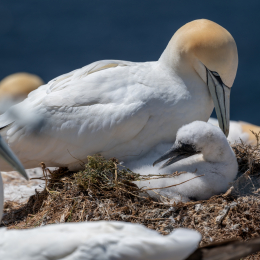 Sylt-2025_070_20250619