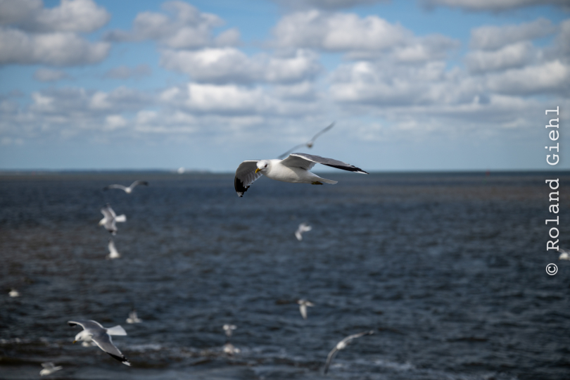 Sylt-2025_092_20250619