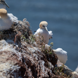 Sylt-2025_081_20250619