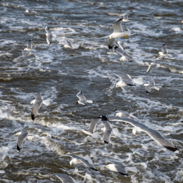 Sylt-2025_087_20250619