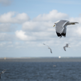 Sylt-2025_084_20250619