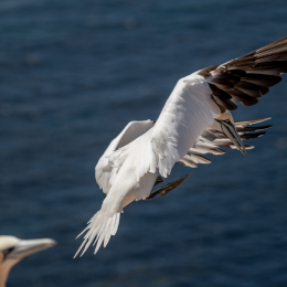 Sylt-2025_077_20250619