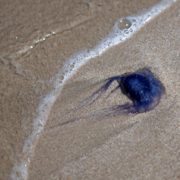 Sylt-2025_023_20250614