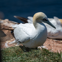 Sylt-2025_069_20250619