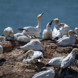 Sylt-2025_082_20250619