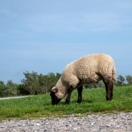 Sylt-2025_037_20250615