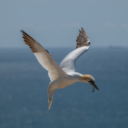 Sylt-2025_078_20250619