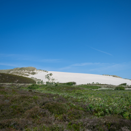Sylt-2025_113_20250621