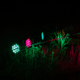 Palmengarten_Winterlichter_030_20250111