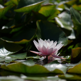 Palmengarten_Frankfurt-20130721-01