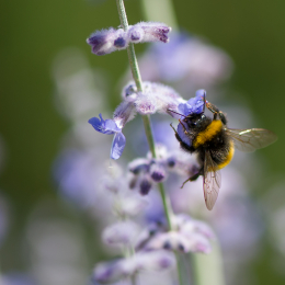 Palmengarten_Frankfurt-20130721-05