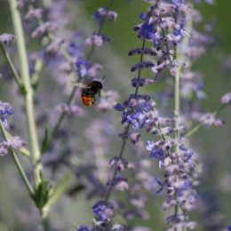 Palmengarten_Frankfurt-20130721-06