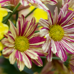 Palmengarten_2013-10-27_20131027-008