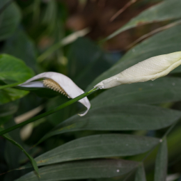 Palmengarten_2013-10-27_20131027-018
