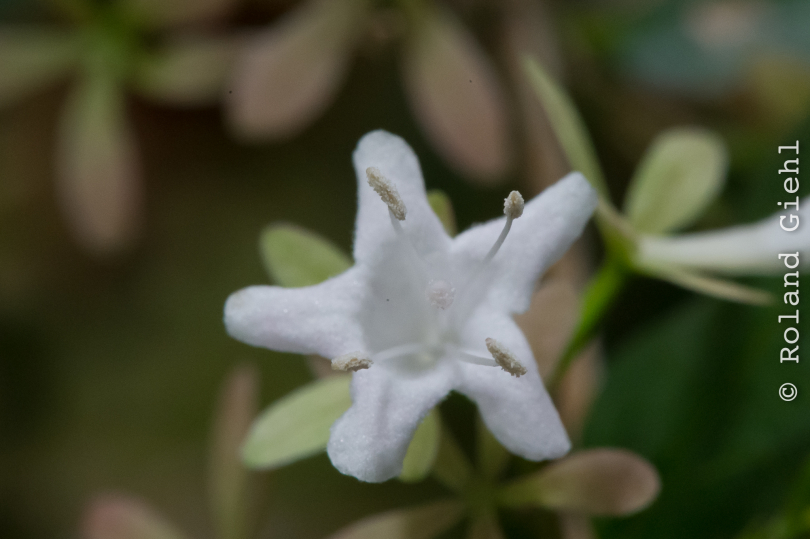 Palmengarten_2013-10-27_20131027-013