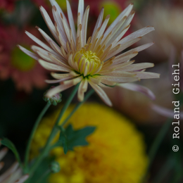 Palmengarten_2013-10-27_20131027-010