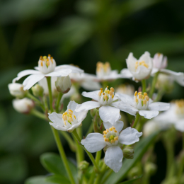 Palmengarten_2013-10-27_20131027-023