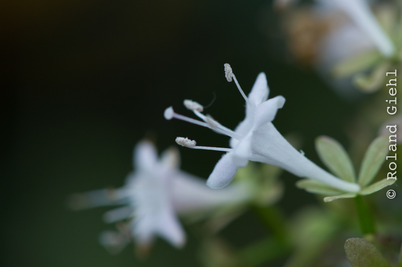 Palmengarten_2013-10-27_20131027-012