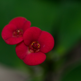 Palmengarten_2013-10-27_20131027-025