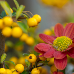 Palmengarten_2013-10-27_20131027-009