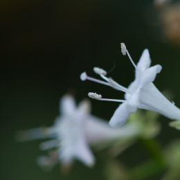 Palmengarten_2013-10-27_20131027-012