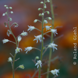 Palmengarten_2013-10-27_20131027-011