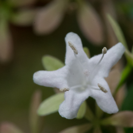 Palmengarten_2013-10-27_20131027-013