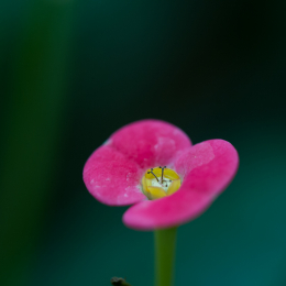 Palmengarten_2013-10-27_20131027-014