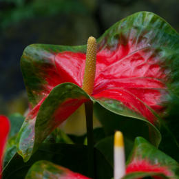 Palmengarten_2013-10-27_20131027-016