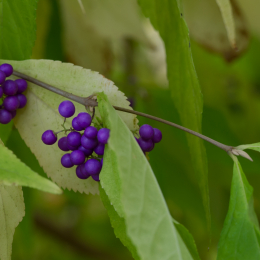 Palmengarten_2013-10-27_20131027-022