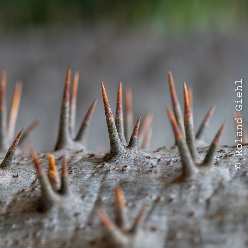 Palmengarten_028_20250928