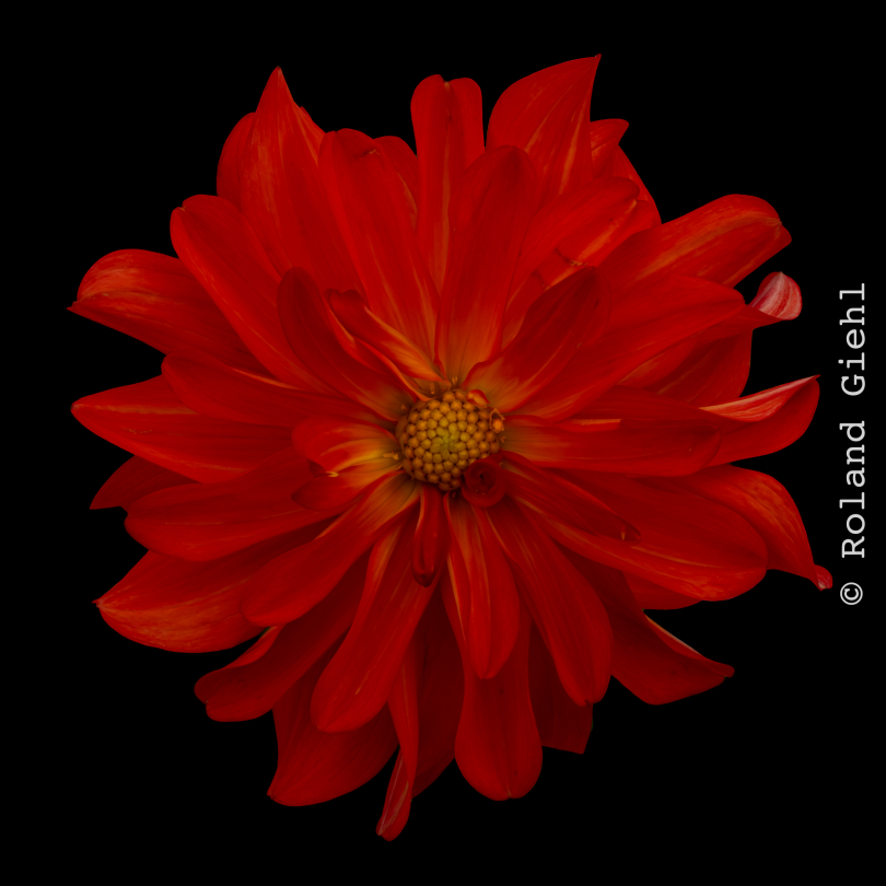 Palmengarten_025_20250928