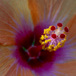 Palmengarten_013_20250928