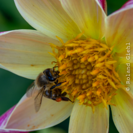 Palmengarten_019_20250928