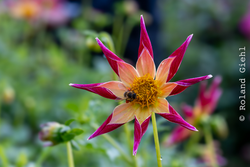 Palmengarten_018_20250928