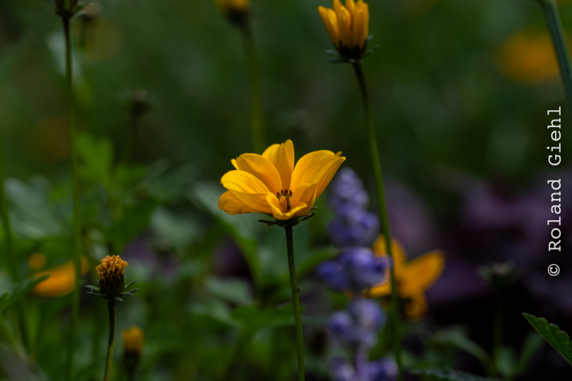 Palmengarten_003_20250928