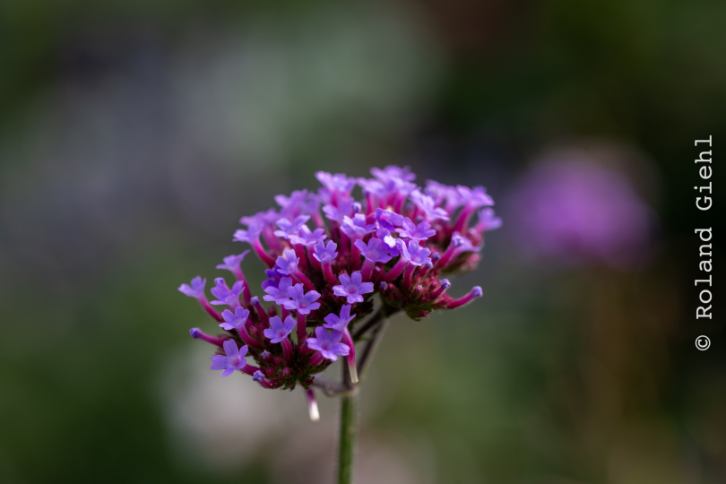 Palmengarten_001_20250928