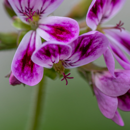 Palmengarten_017_20250928