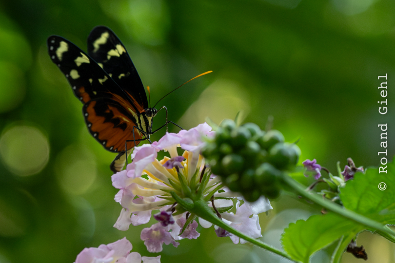 Palmengarten_011_20250928