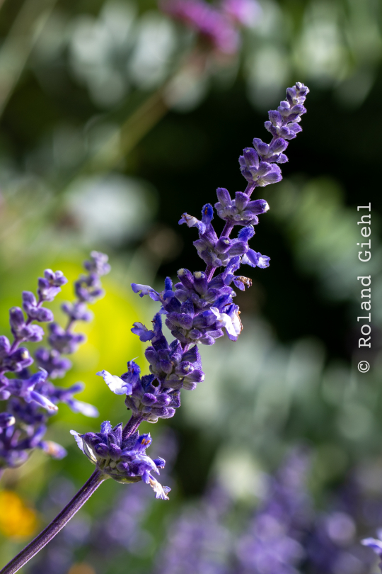 Palmengarten_005_20250928