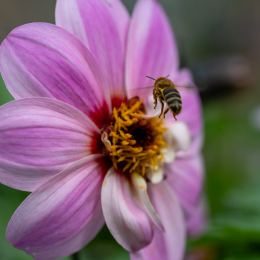 Palmengarten_006_20250928