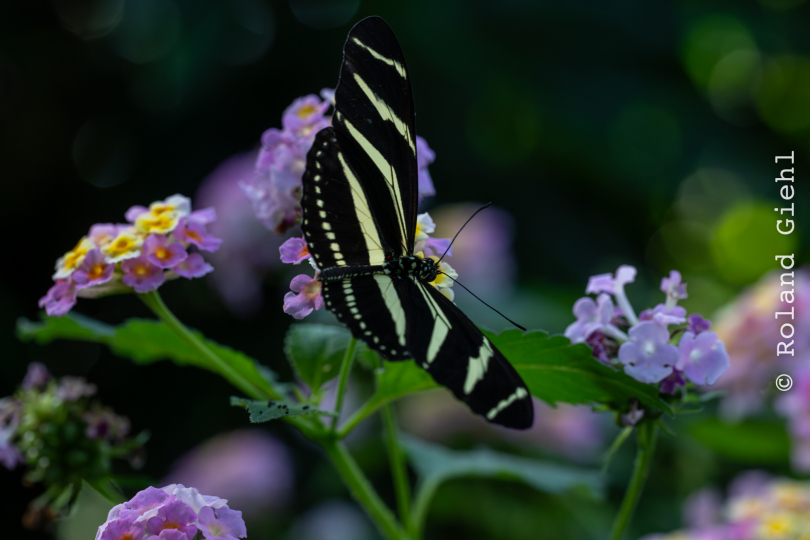 Palmengarten_012_20250928