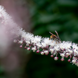 Palmengarten_015_20250928