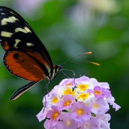 Palmengarten_009_20250928