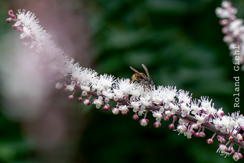 Palmengarten_015_20250928