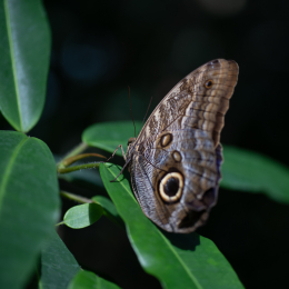 Palmengarten_007_20250928