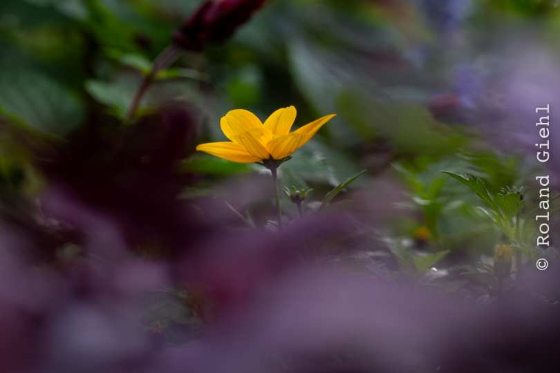 Palmengarten_004_20250928