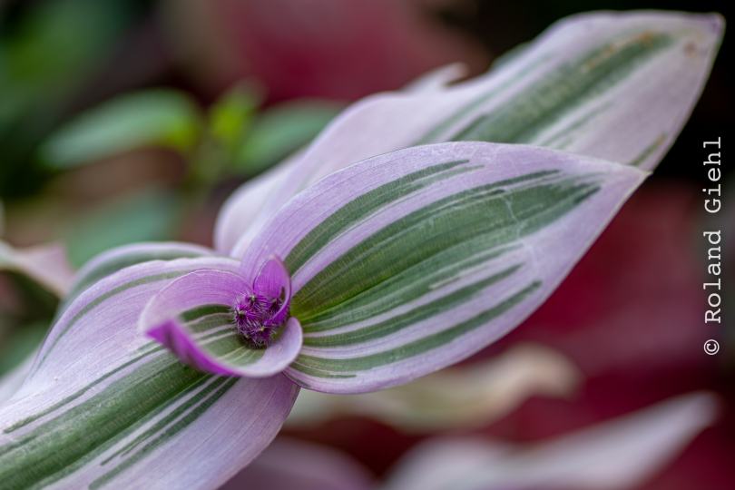 Palmengarten_014_20250928