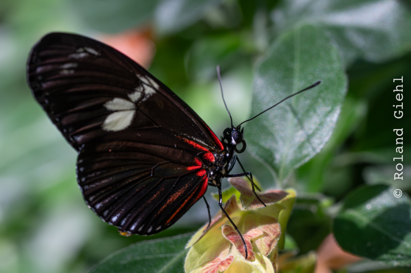 Palmengarten_008_20250928