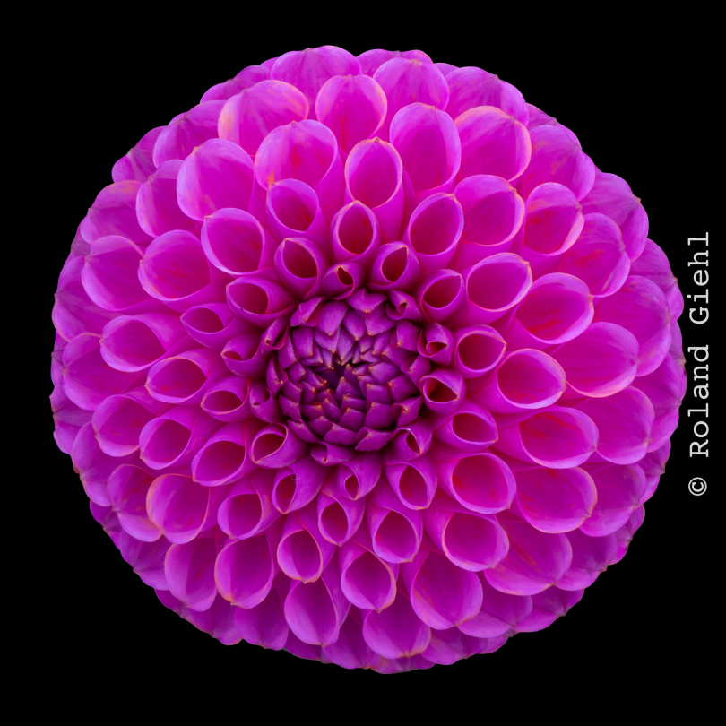 Palmengarten_023_20250928